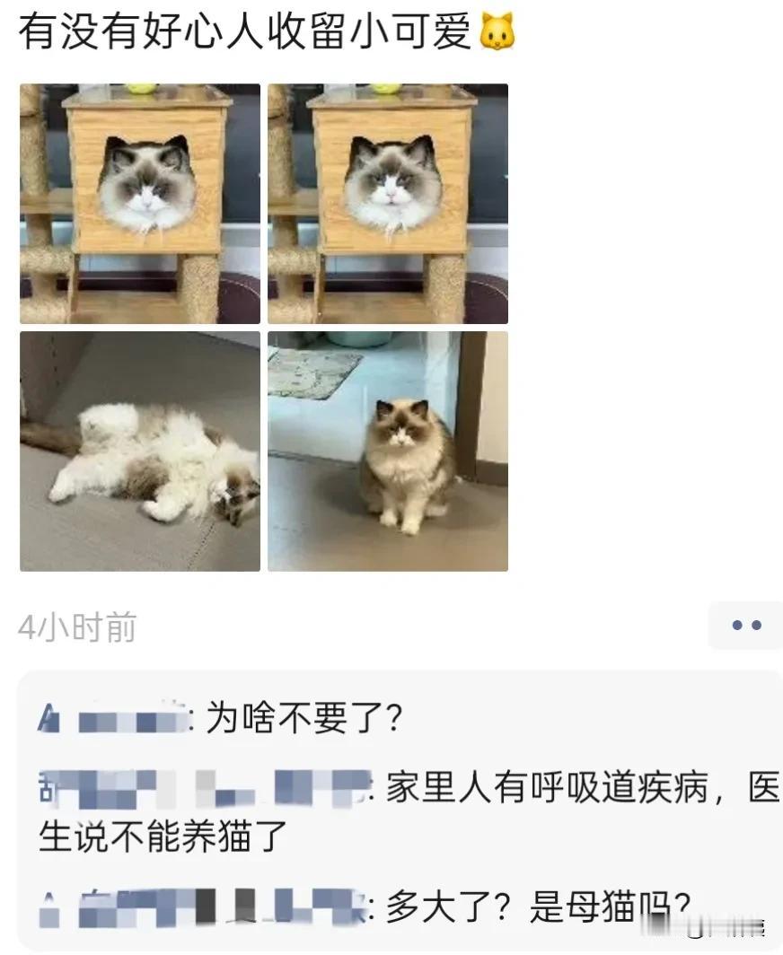 朋友圈看到一条消息，找好心人领养小可爱，如图，一只可爱的布偶猫。看的我心痒痒，