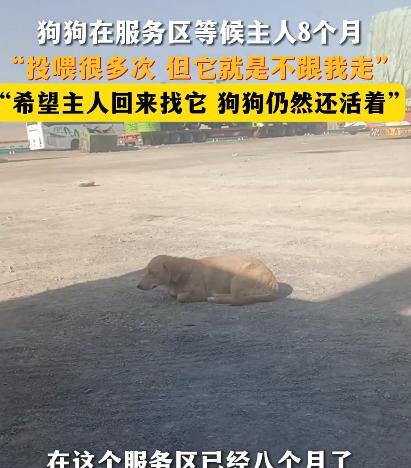 泪目了！新疆精河县，一男子得知狗狗在服务区等待主人8个月，投喂多次，却不愿意被男