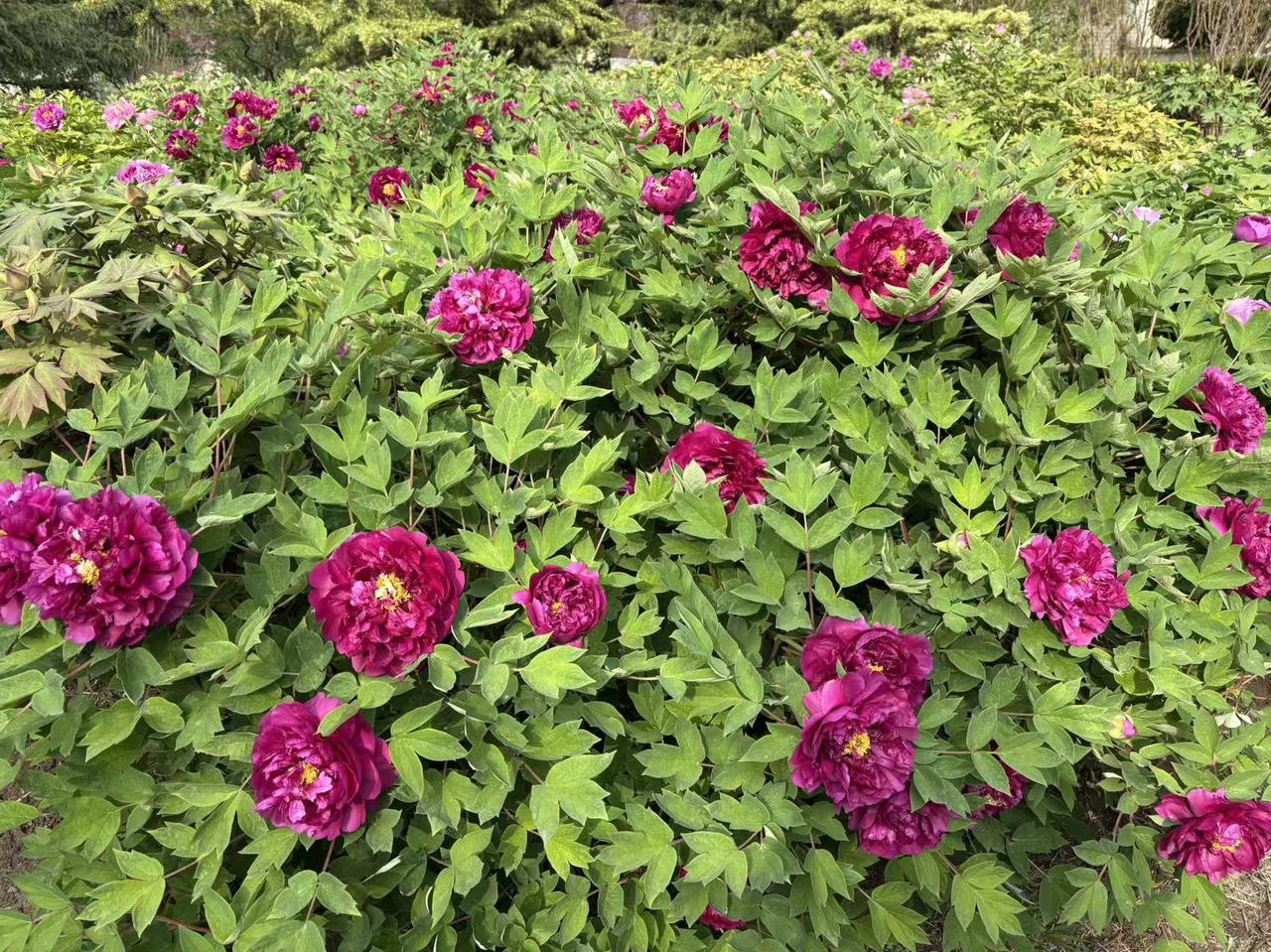 今年春天最想实现的心愿今年春天，我最想实现的心愿就是去农展馆看牡丹花。四月的菏