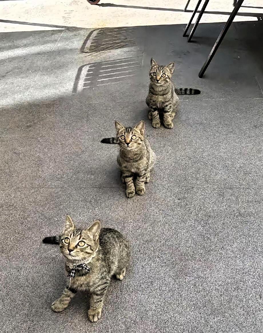 公司养3只狸花猫当“员工”？本以为是博眼球的操作。入职后才懂老板的深谋远虑！