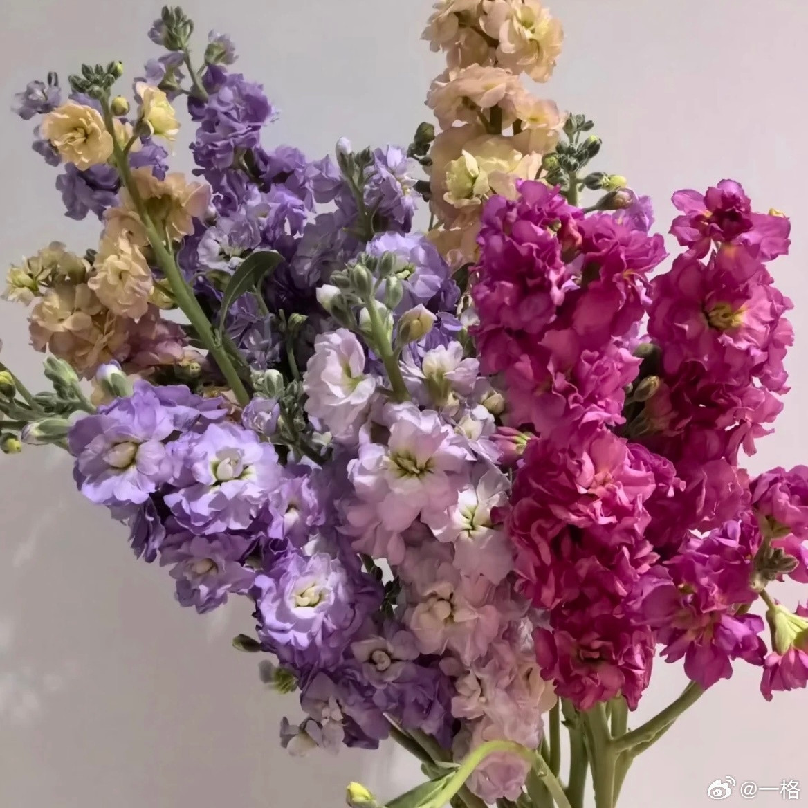 紫罗兰好漂亮啊，第一次在小红薯买花，希望不要翻车啊啊啊，图片是卖家秀，是不是很漂