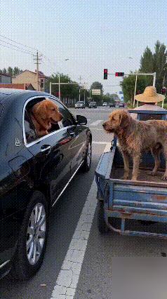 俩金毛红绿灯下互换座驾，这心眼子比人还多！笑不活了！红绿灯下上演爆笑换家，金