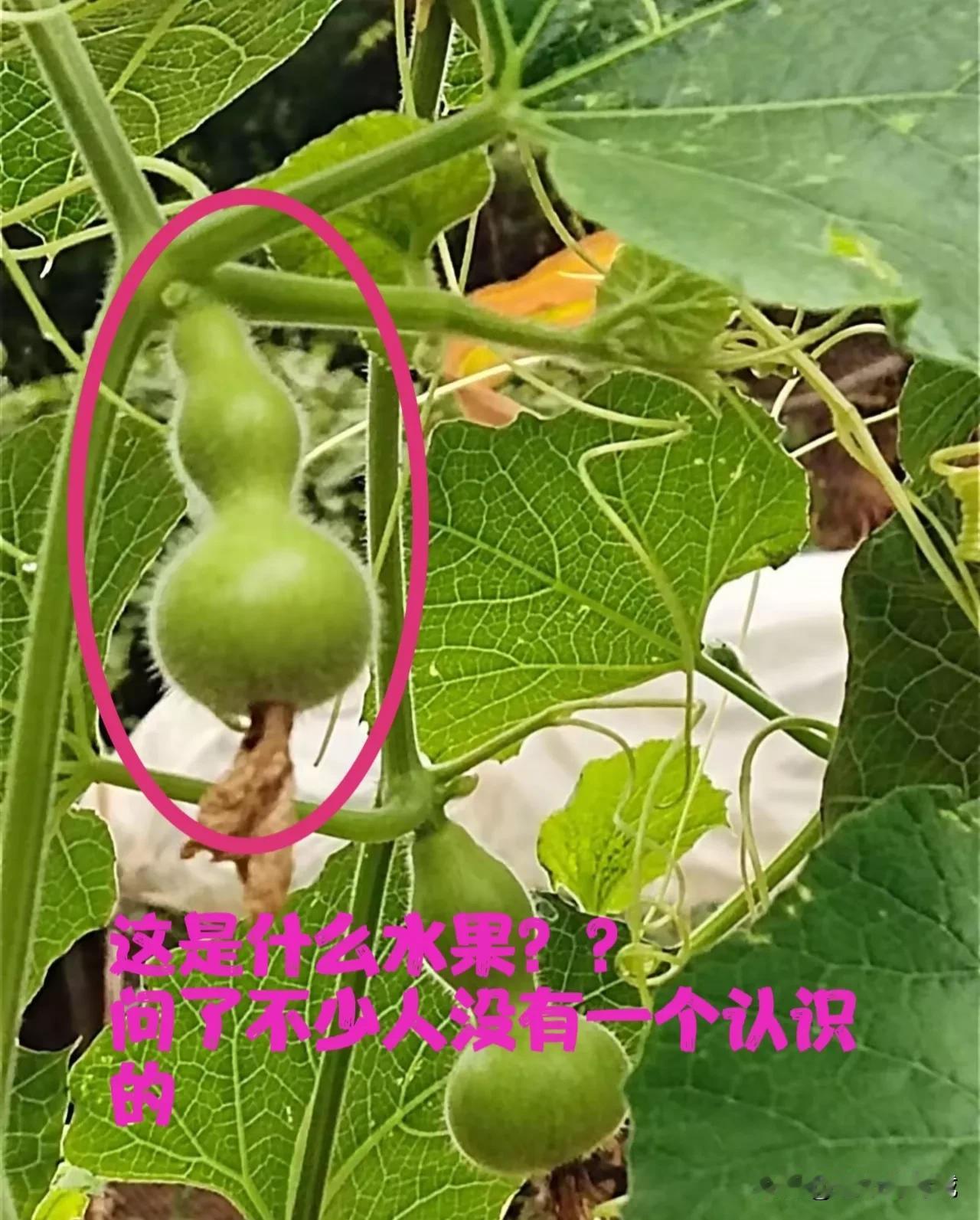 这是什么水果？？问了不少人没有一个人认识它！猜对是什么水果奇妙的水果[作揖]