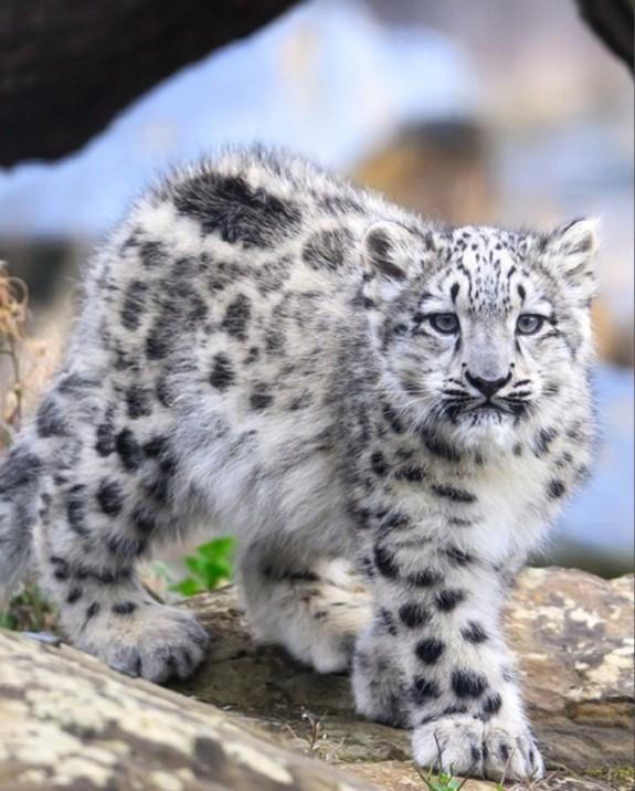 每天认识一种奇妙动物——雪豹被誉为“雪山之王”的雪豹，是全球分布海拔最高的猫