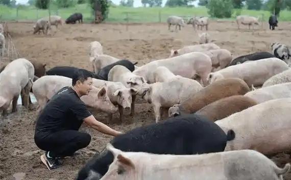 为啥中国人要在沙漠里放猪？你绝对想不到，10万头黑猪，直接解决了联合国都解决不了