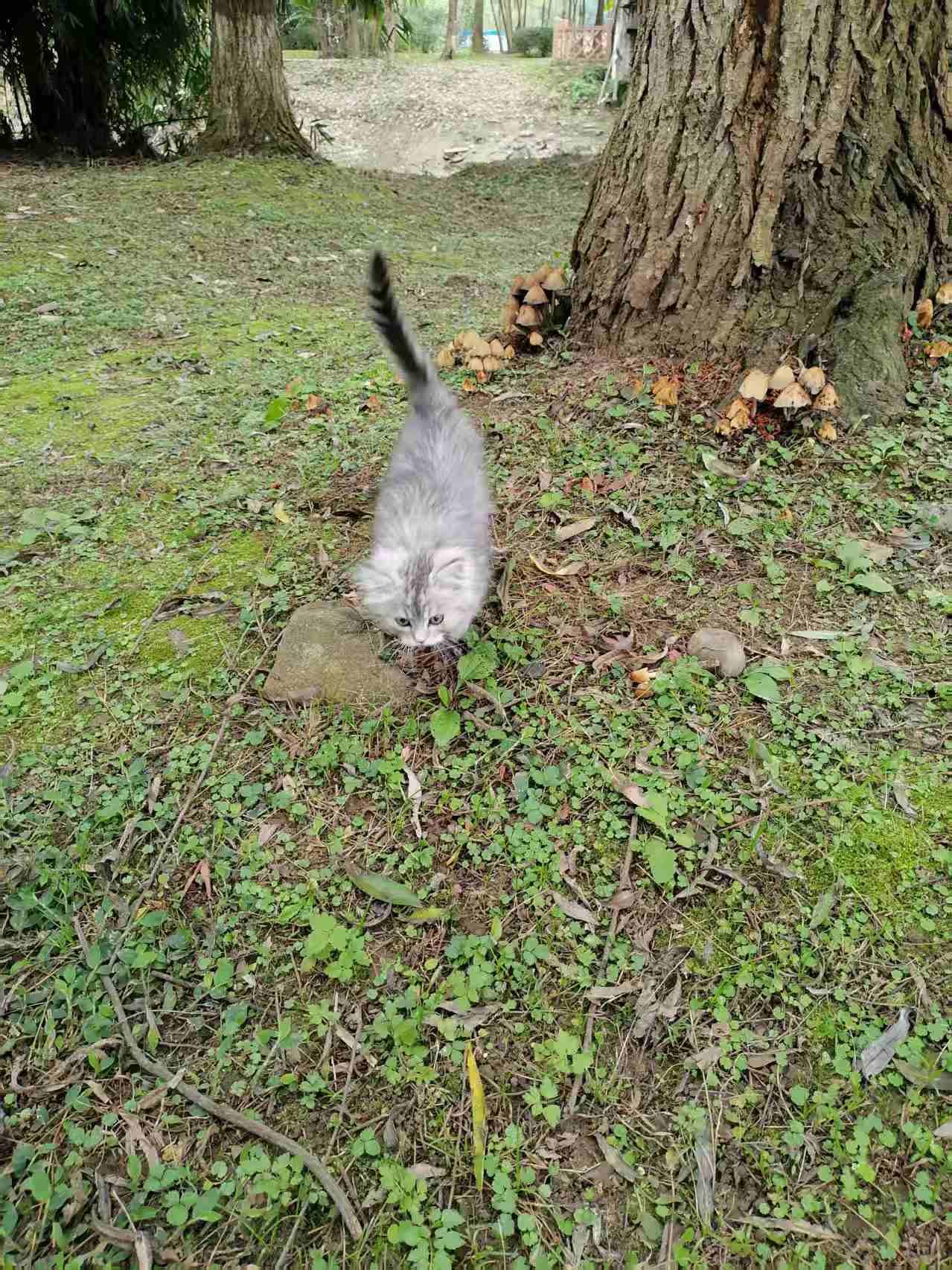 红伞伞白杆杆吃完一起躺板板？带着我的小猫咪出门旅游了，傍晚的时候在河边散步发现了