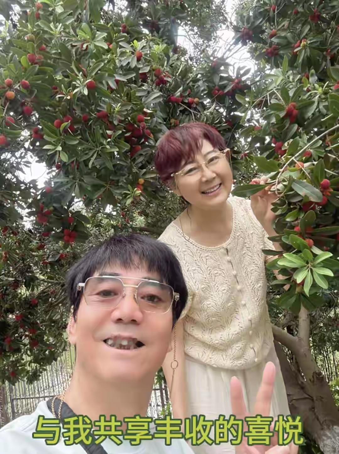 范明富婆妻子晒500多平大院子，果蔬大丰收，62岁范明爬树摘杨梅