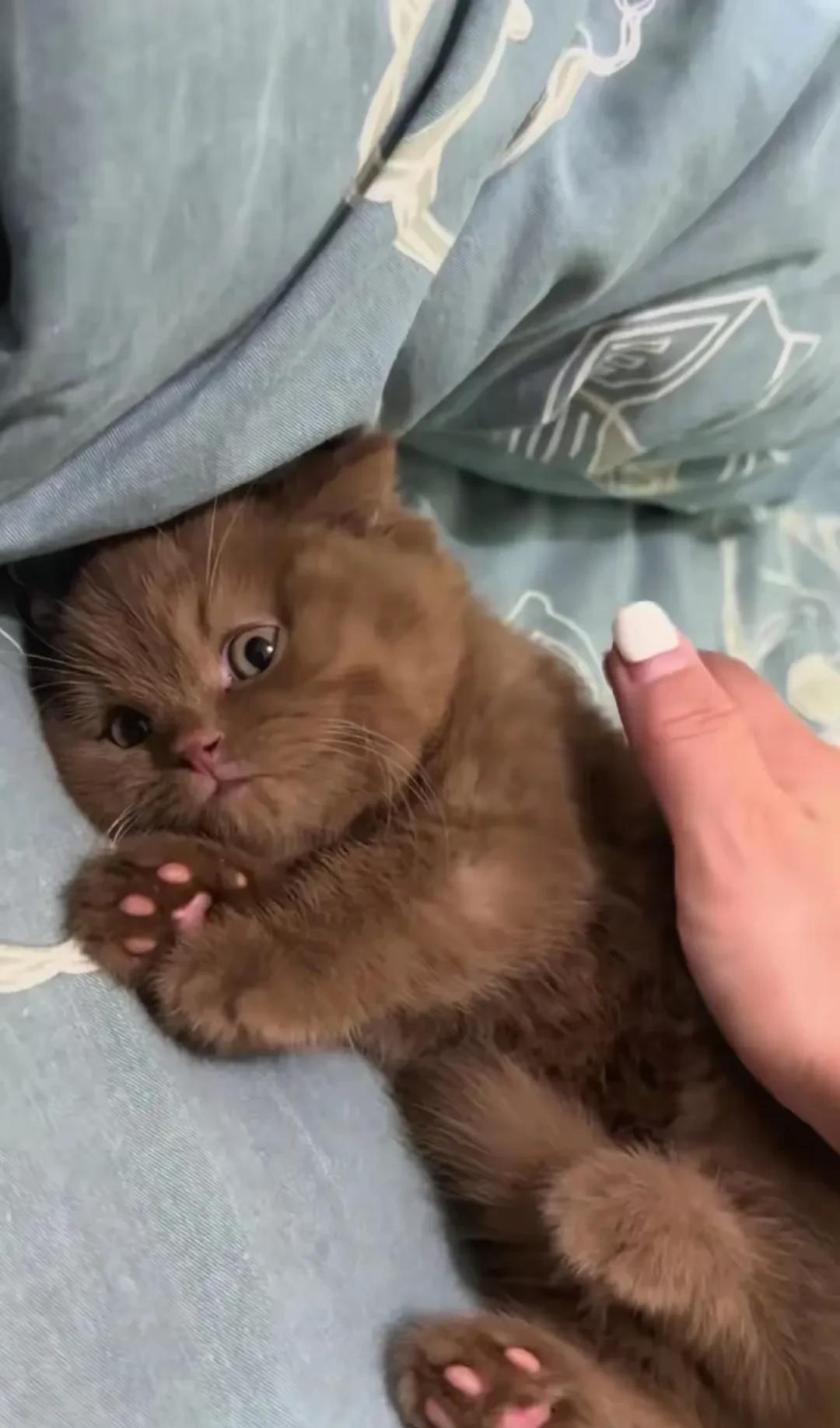 这种颜色的猫我还真没见过，要是从后面看，我肯定会以为是只小狗，太可爱了。