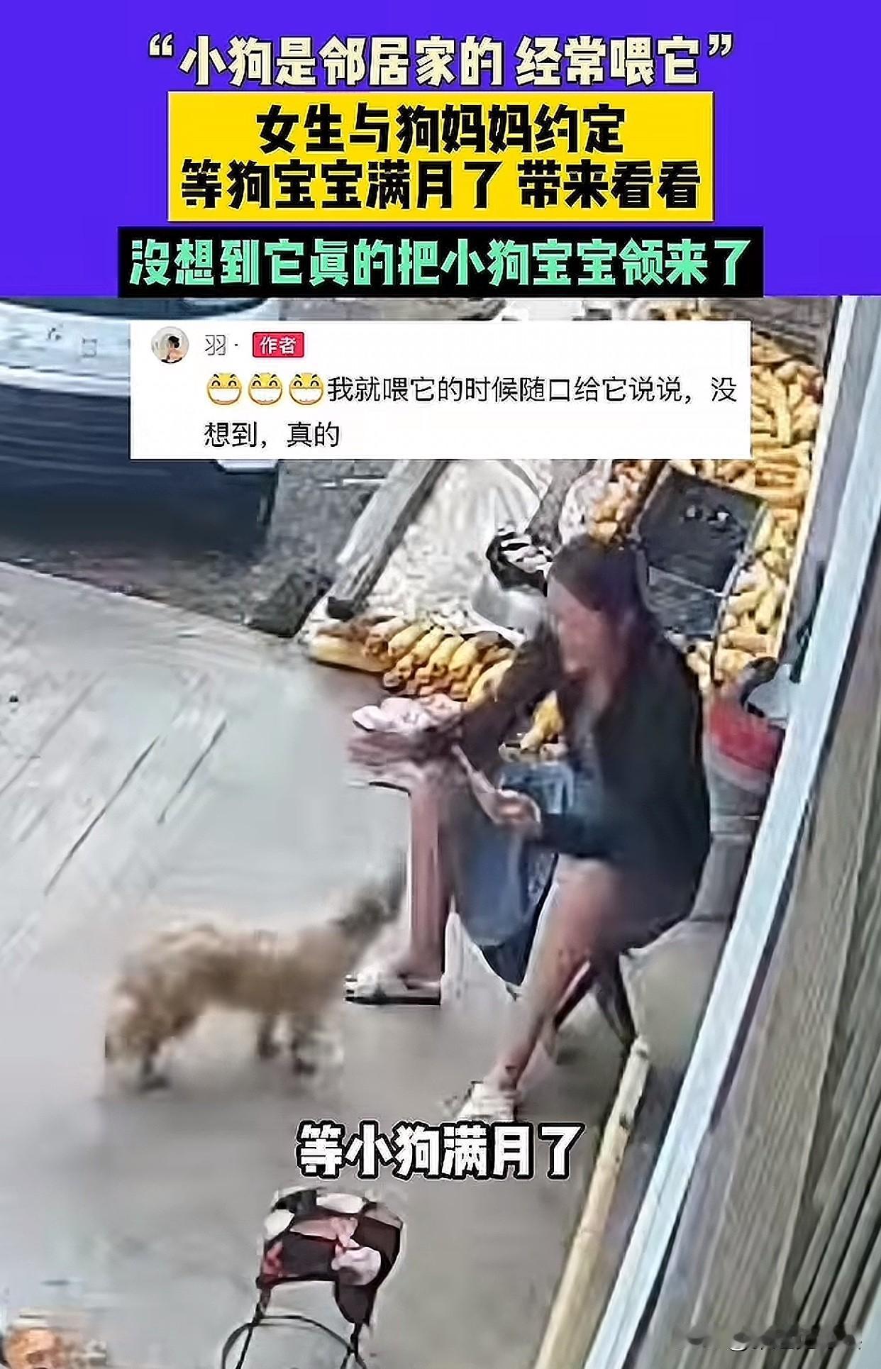 这太有灵性了吧！最近山东枣庄有一大姐常喂邻居小狗，没想到狗子怀孕后竟真带着一窝小