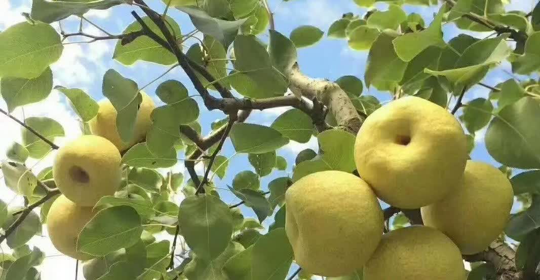 真的是落后了！昨天从北京坐火车回老家，到西站开始进站的时候，发现身份证忘记带了。
