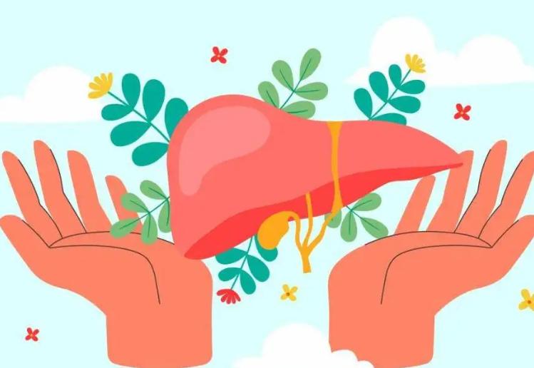 肝脏养护黄金搭档！黄芪这样用，给肝加一道“软化防线” 肝脏损伤，很多人无感，