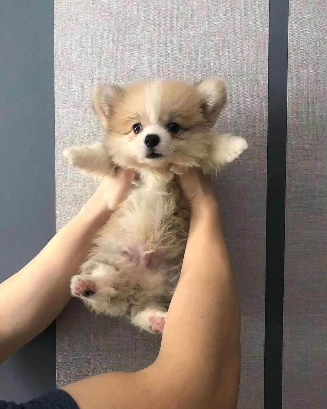 小狗，你被逮捕了！[抱抱]​​​