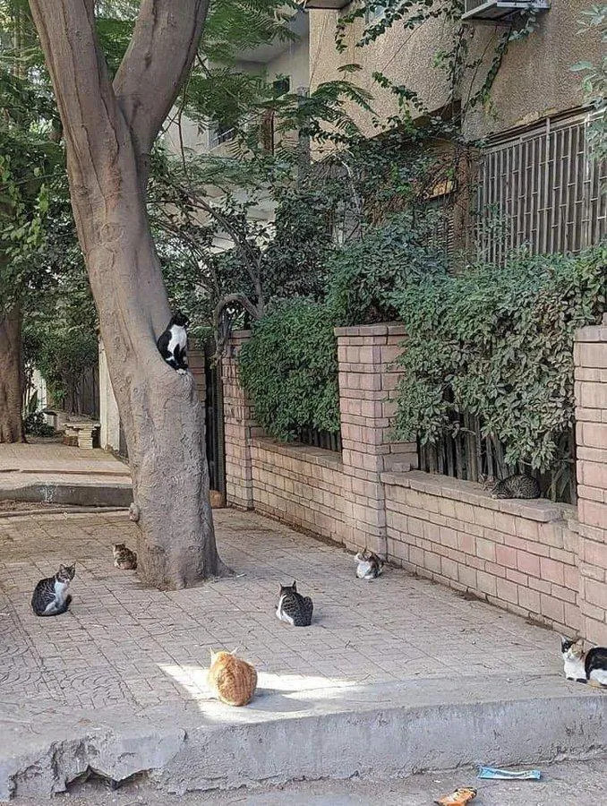 哪个是猫老大一看便知