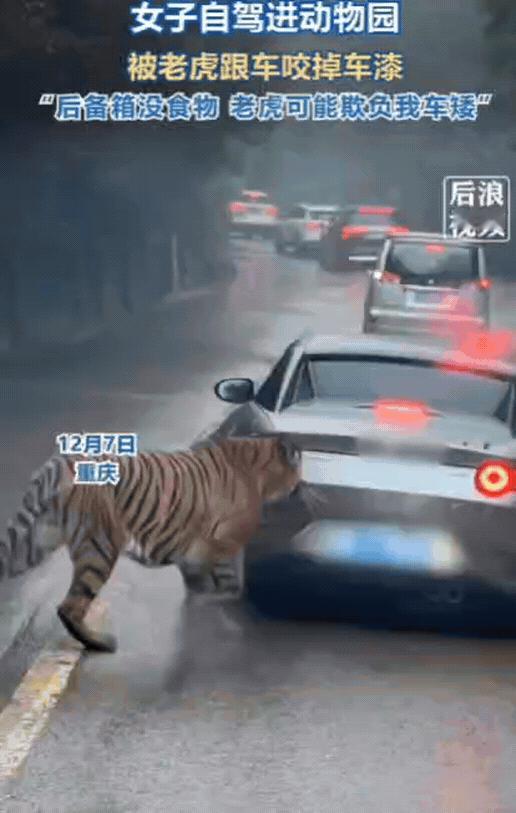 为啥只咬我？重庆一女子自驾进动物园猛兽区，结果，被一只老虎盯上，不管女子怎么躲避