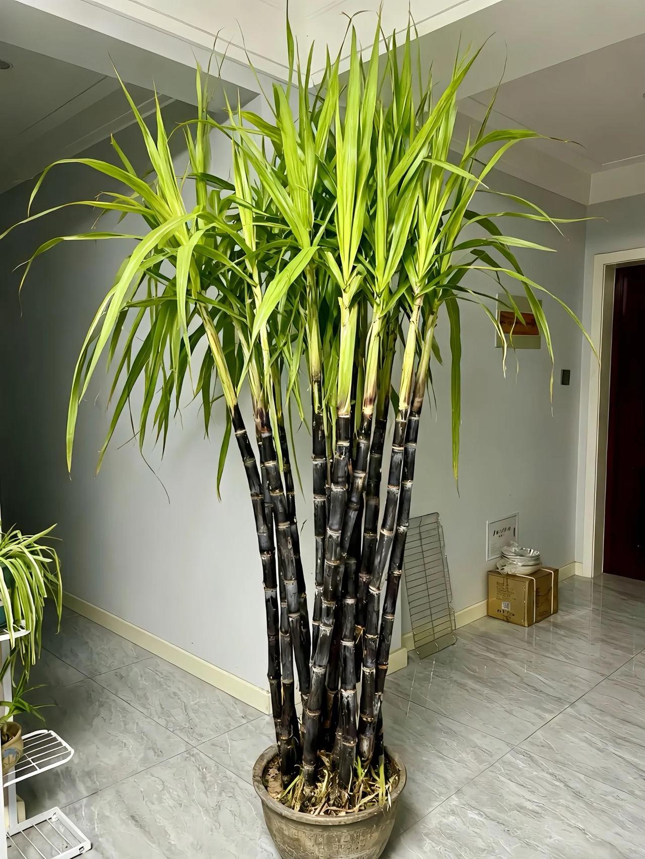 觉得还需要买甘蔗吗？