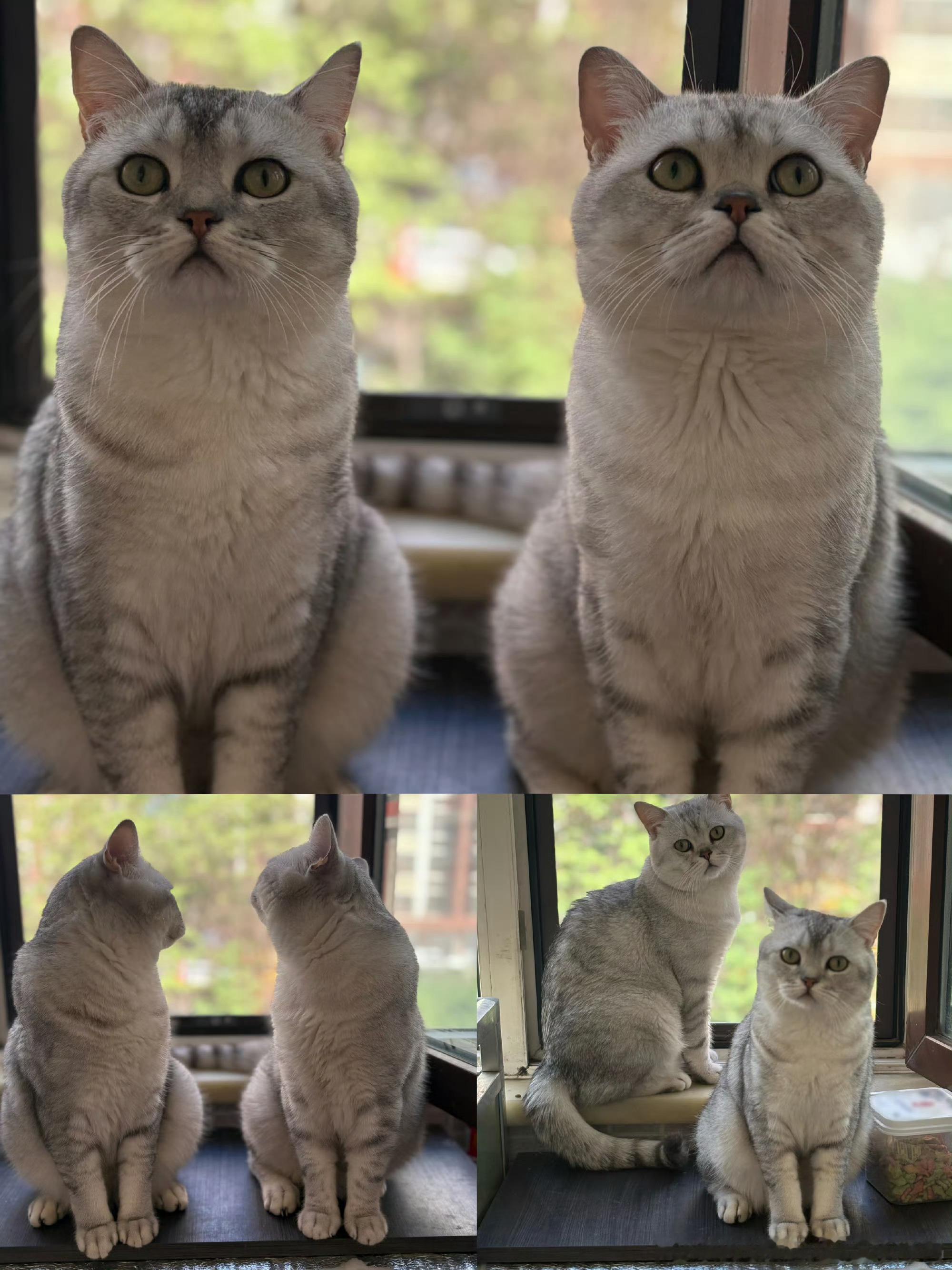 张泽禹一模一样的猫养两只张泽禹真的是很用心的铲屎官！两只小猫到家一周年，他记得
