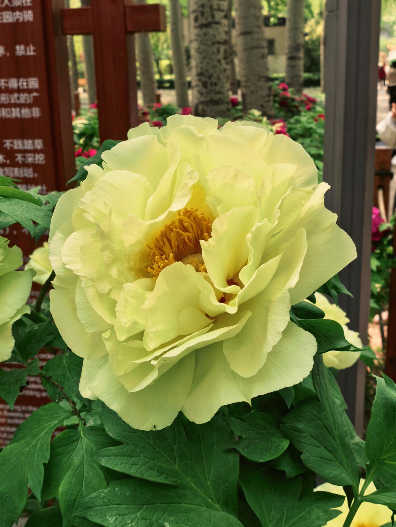 唯有牡丹真国色，花开时节动京城！暮春之际，牡丹盛放，尽显雍容华贵、国色天香之