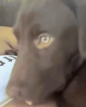 我看不懂，现在我们是连狗都不如吗？