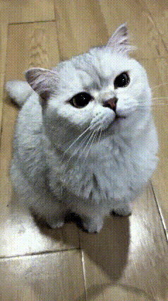 我刷到一个视频，主人坐在那儿吃面包，旁边的小银猫馋得直勾勾盯着，小嘴不停吧嗒吧嗒