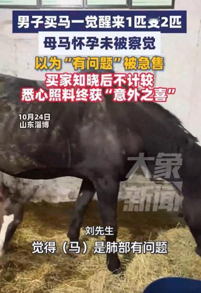 10月24日，山东淄博，一匹母马“生病”被主人抛弃，男子动了恻隐之心，好