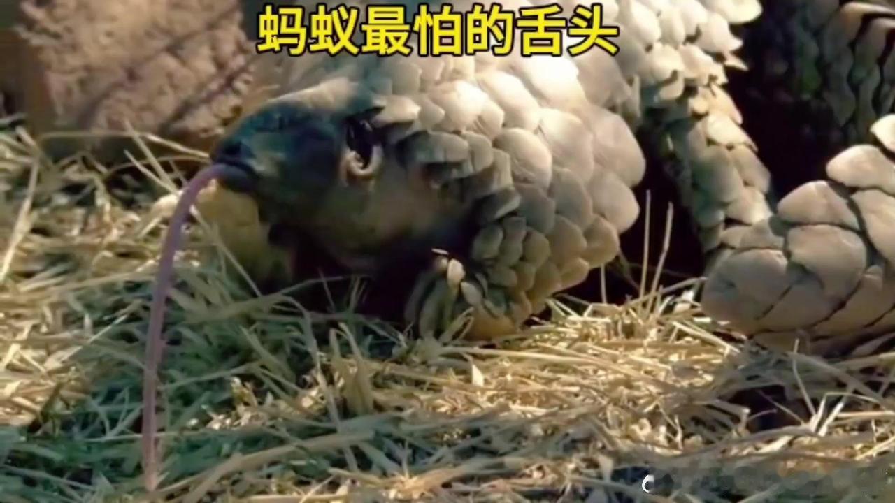 1️⃣穿山甲的舌头长达40厘米，是它们在贫瘠的南非生存的秘密武器。2️⃣穿山甲的