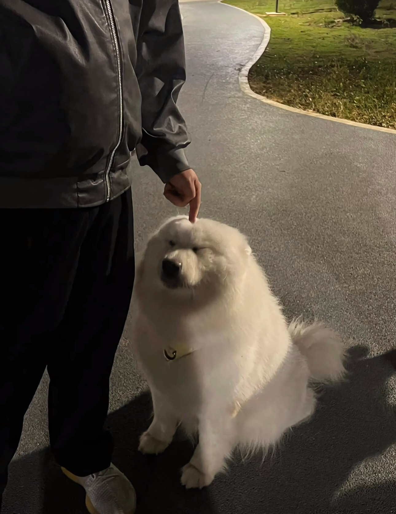 凶好朋狗被教育了的萨摩耶