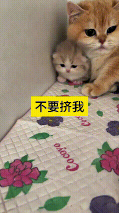 看到这个视频，真给我笑坏了！这大橘猫护崽心也太重了吧，生怕自家小宝贝跑丢，直接给