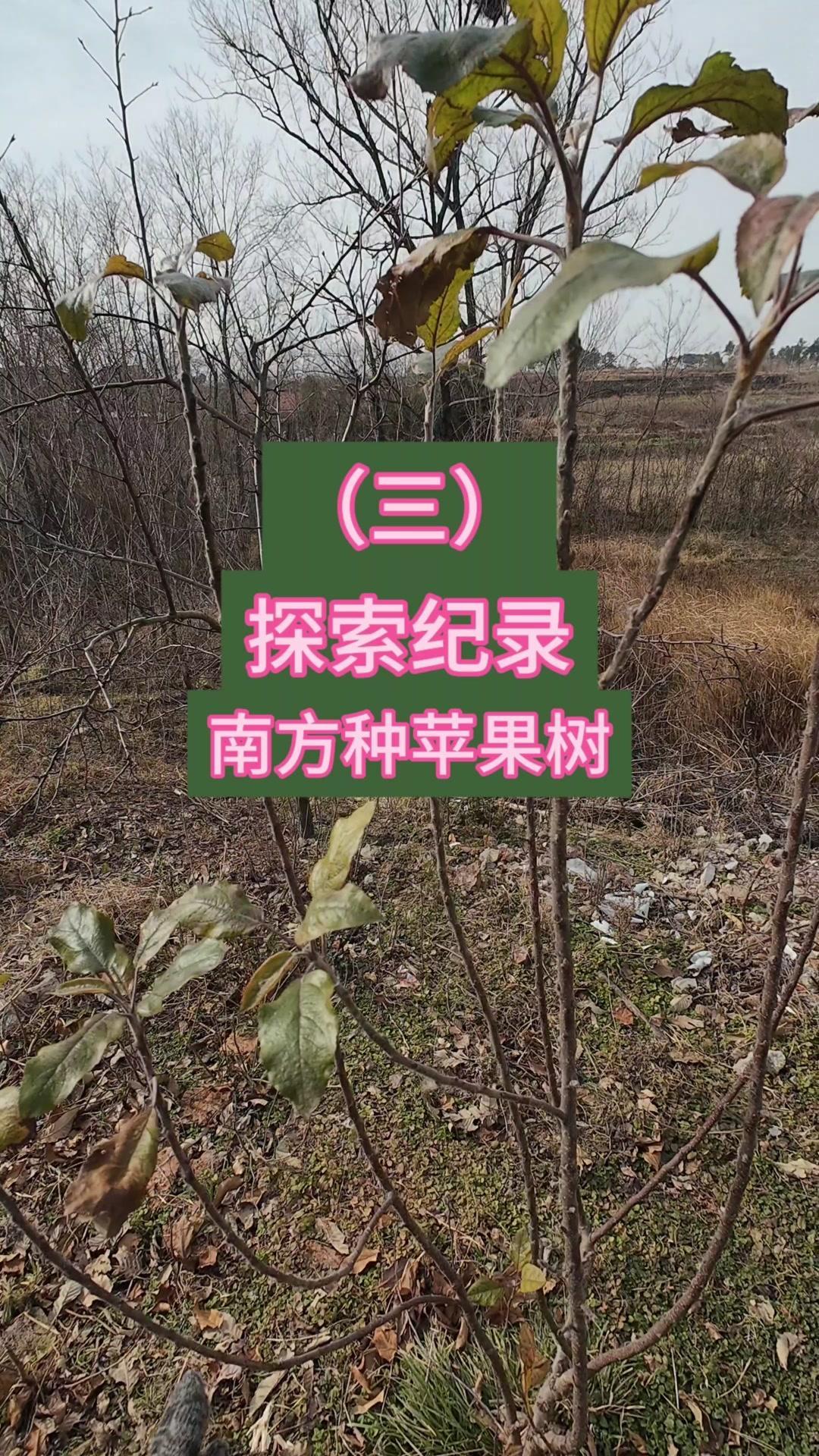 南方种苹果树(三)南方种苹果第3期：实生苗嫁接4芽点全活了！🌱苹果实生苗嫁接