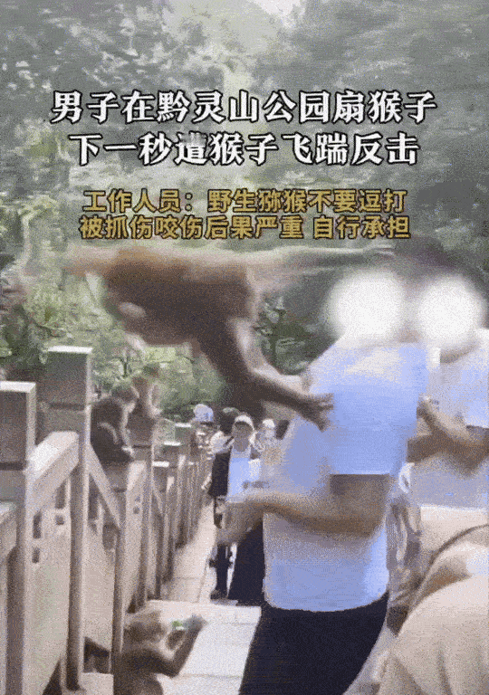 贵州贵阳，黔灵山公园，野生猕猴蹲在石栏杆上，白衣男子手欠地扇了猴子的脸。下一秒，