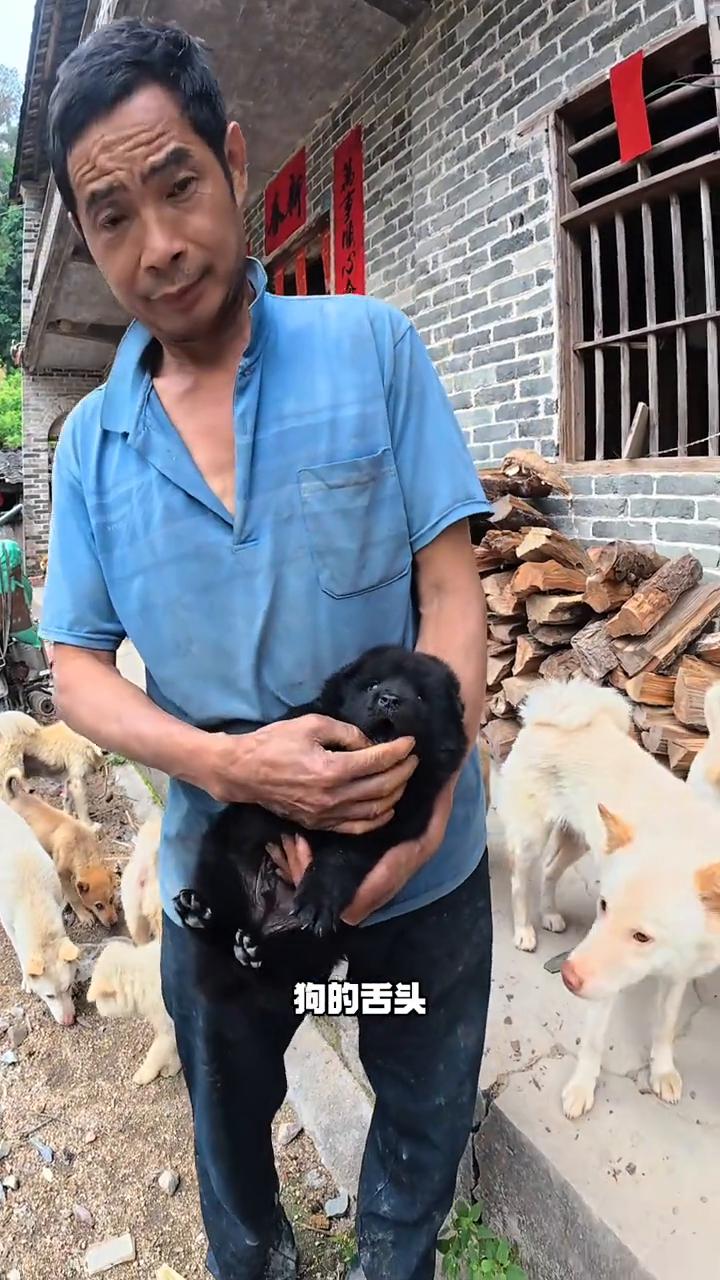 还有这么多，当时狗狗太小没办法抓，时隔五十天又来到大叔家。我来看下你的小狗。