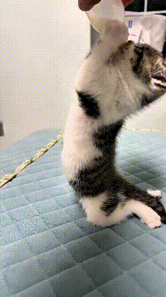 瞅瞅这小猫喝奶的场面，真是笑死人不偿命！主人拿着奶逗它，故意把奶举得不上不下，想
