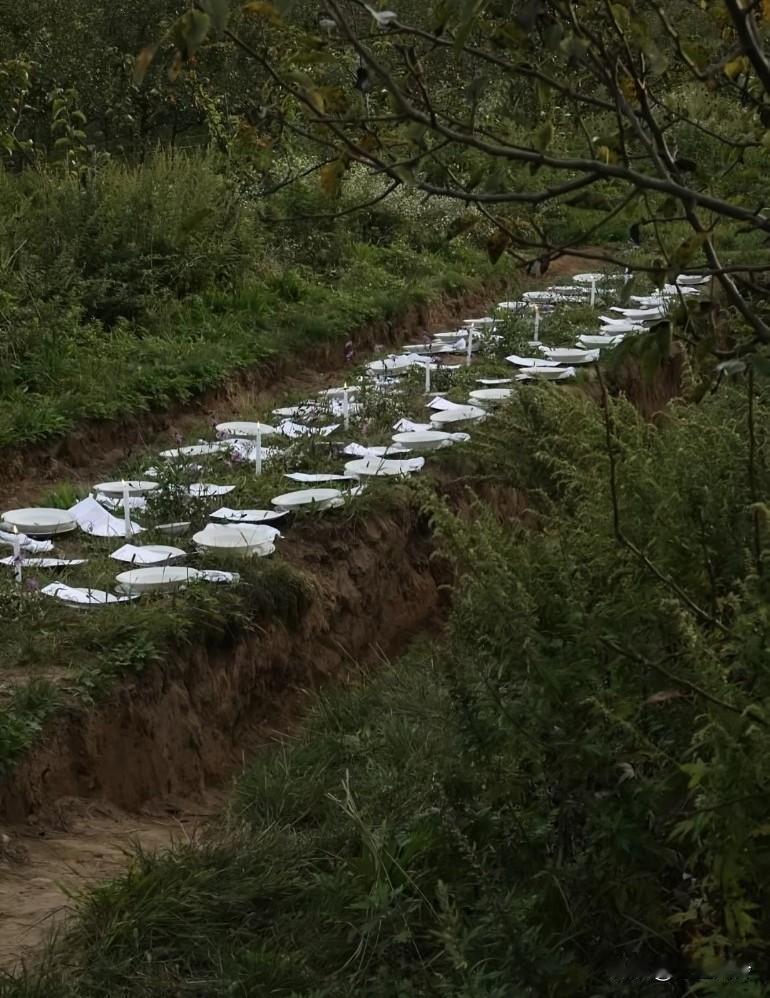 有钱人闲得没事干，还必须感觉优雅，喂蚊子和蚂蚁，农村上坟就是这样的已经感觉腿上