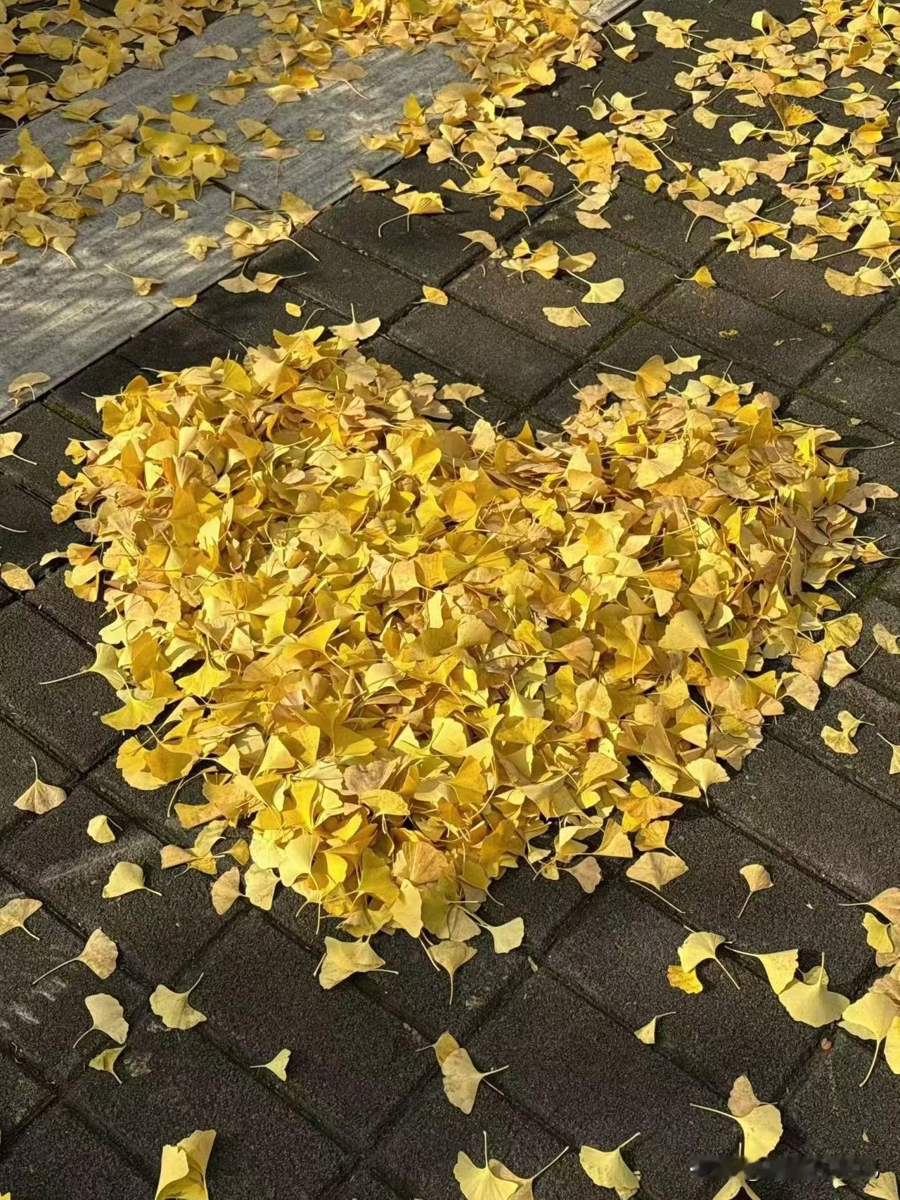 突然不喜欢秋天了，给人一种早晚都会凉，迟早都会黄的感觉[呲牙笑]