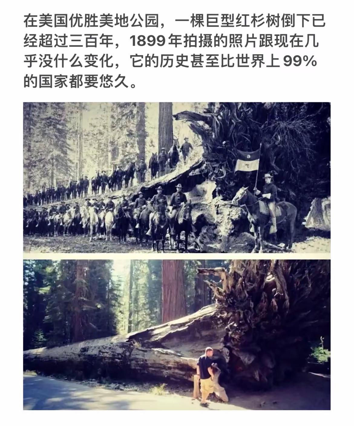 百年红杉树见证历史变迁，时光流转，树依旧挺拔。