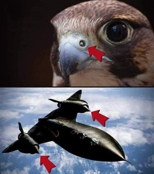 游隼高速俯冲（时速320公里）时，空气进入其鼻孔会导致肺部爆炸，但鼻孔中的骨