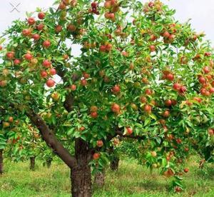 父亲的叔叔婶婶，早早就去世了，扔下一个六七岁的女儿，被奶奶收养了，那时父亲他们就