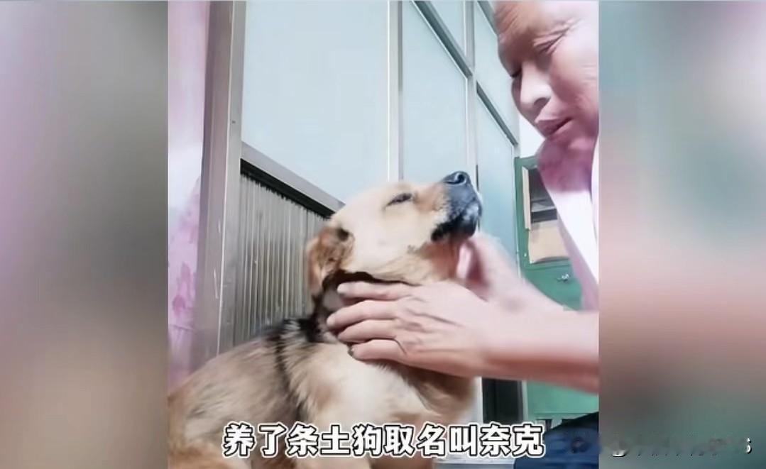 父亲没了，母亲走了，养了七年的狗被人活活打死，看完杨湾梁的故事，真的破防了！