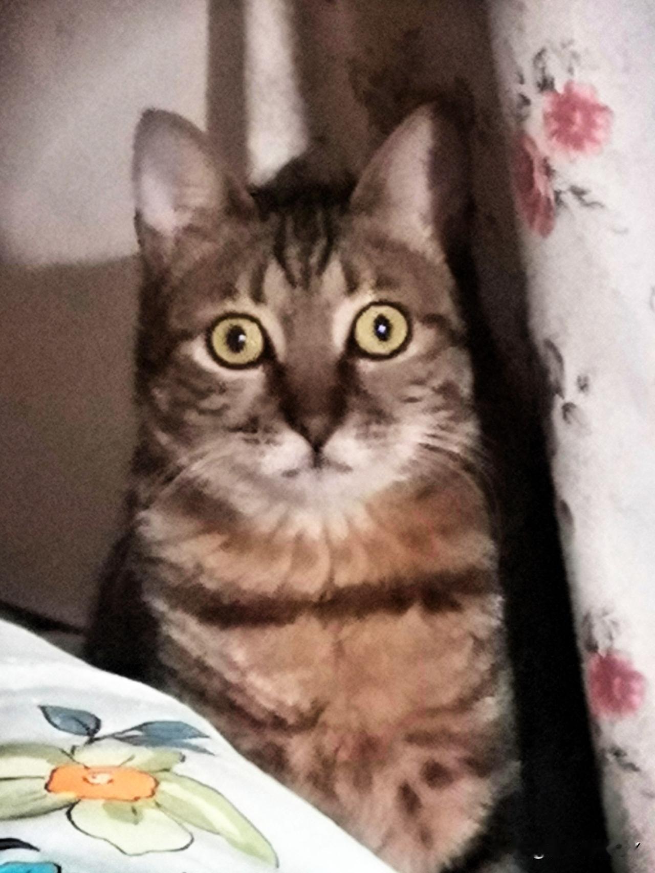 猫能通阴？老辈人说的这事可真有门道！李大哥跟我讲过一件邪乎事儿：那年他奶奶卧