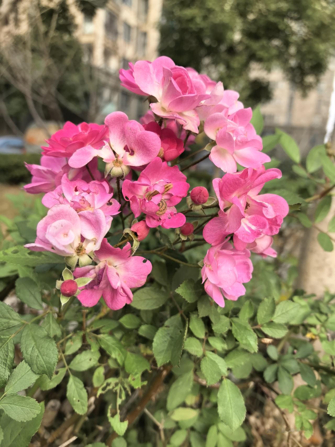 25年8月，带着些许疑虑，买了个华为NOVA14ultra。用了半年了，升级为鸿