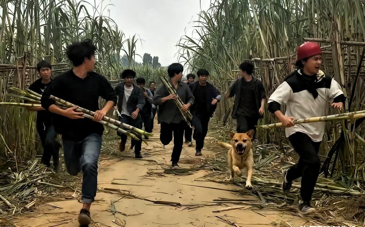 四川偷甘蔗老火了，半夜三更还有好多人大老远开车去偷，关键这个偷甘蔗太好玩了，是浙