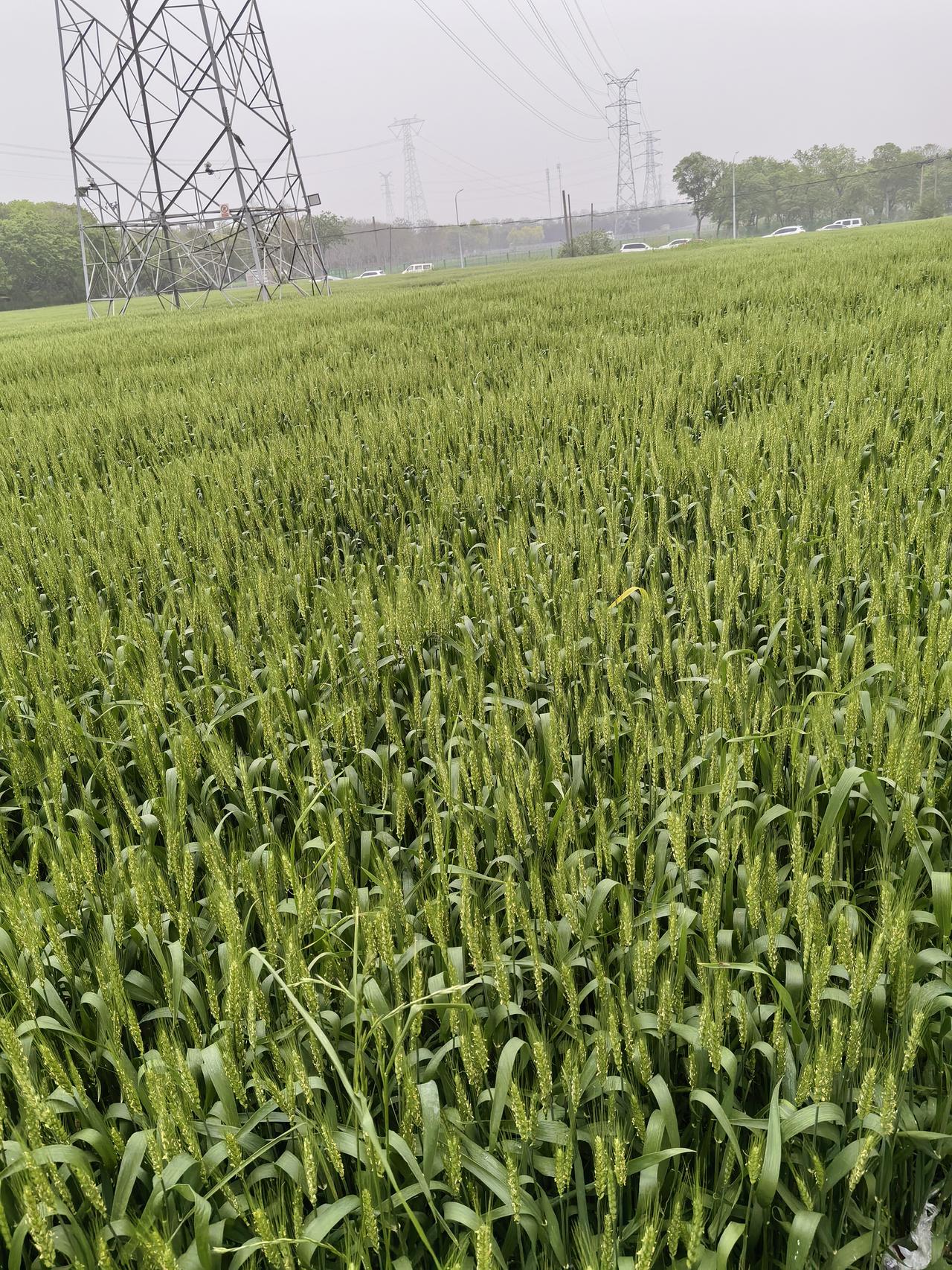 当下，能不能确定今年麦子的丰收概率吗？这个不好说，变数很大。应该说，从种子下