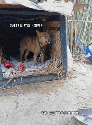 狗子还是很聪明的，知道保护自己[呲牙笑]