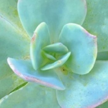 多肉植物的种植方法:一、土壤选择：多肉植物喜欢疏松、排水良好的土壤，可以选择多肉