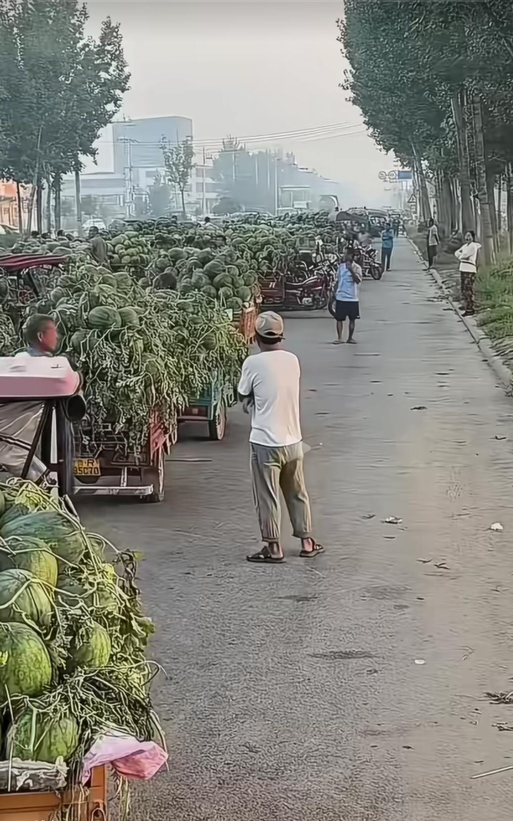 怪不得今年的西瓜这么便宜，看到这一眼望不到头的西瓜大军就知道了，这么多的西瓜卖给