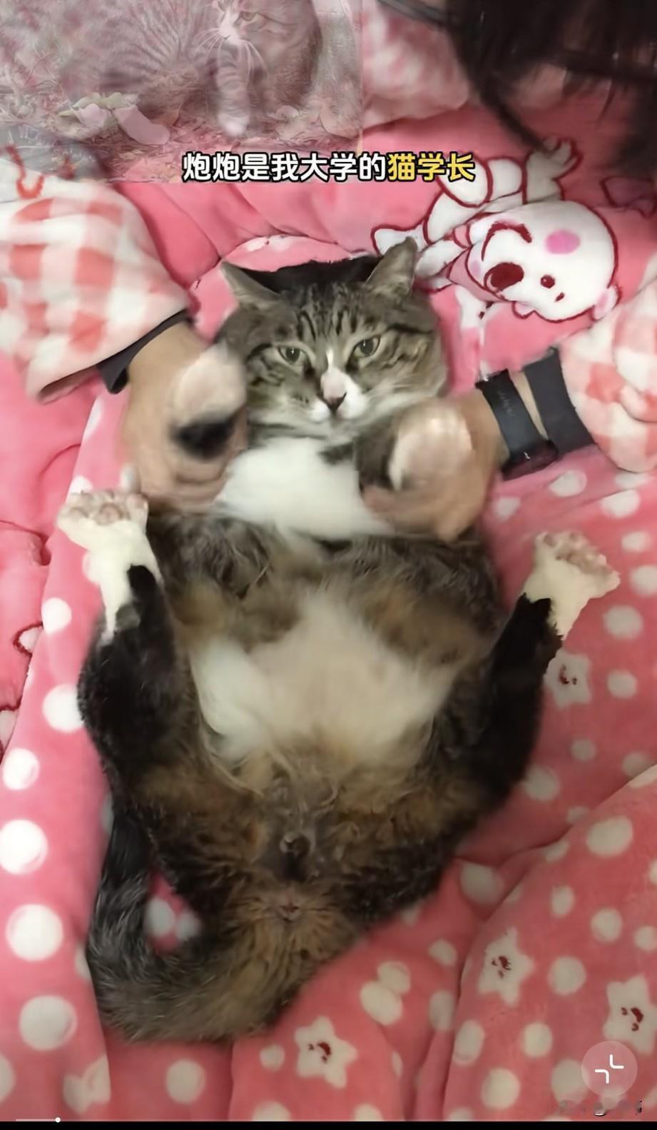 泪目了！一位小姐姐大学毕业回了老家，而她却带着她的猫学长一起回去了，这是一场跨越