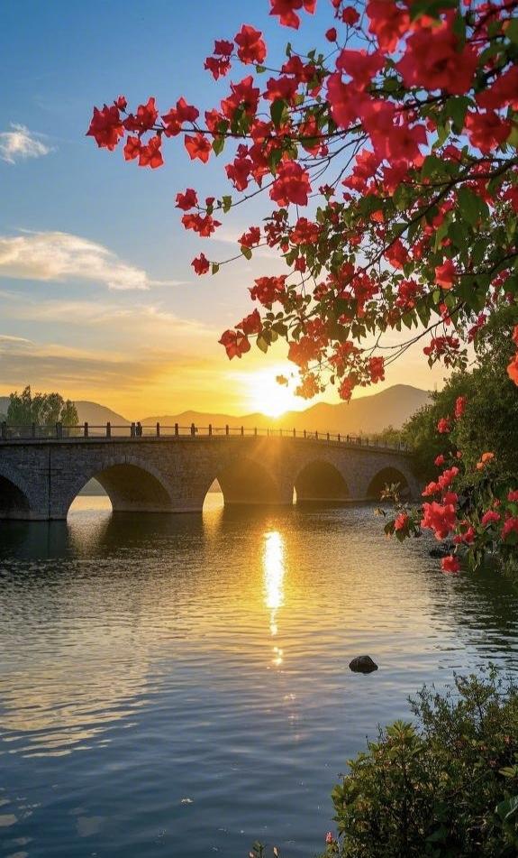 《晚桥花影》落日熔金铺远天，长桥卧波枕清川三角梅燃千簇火，一湖金浪碎流年