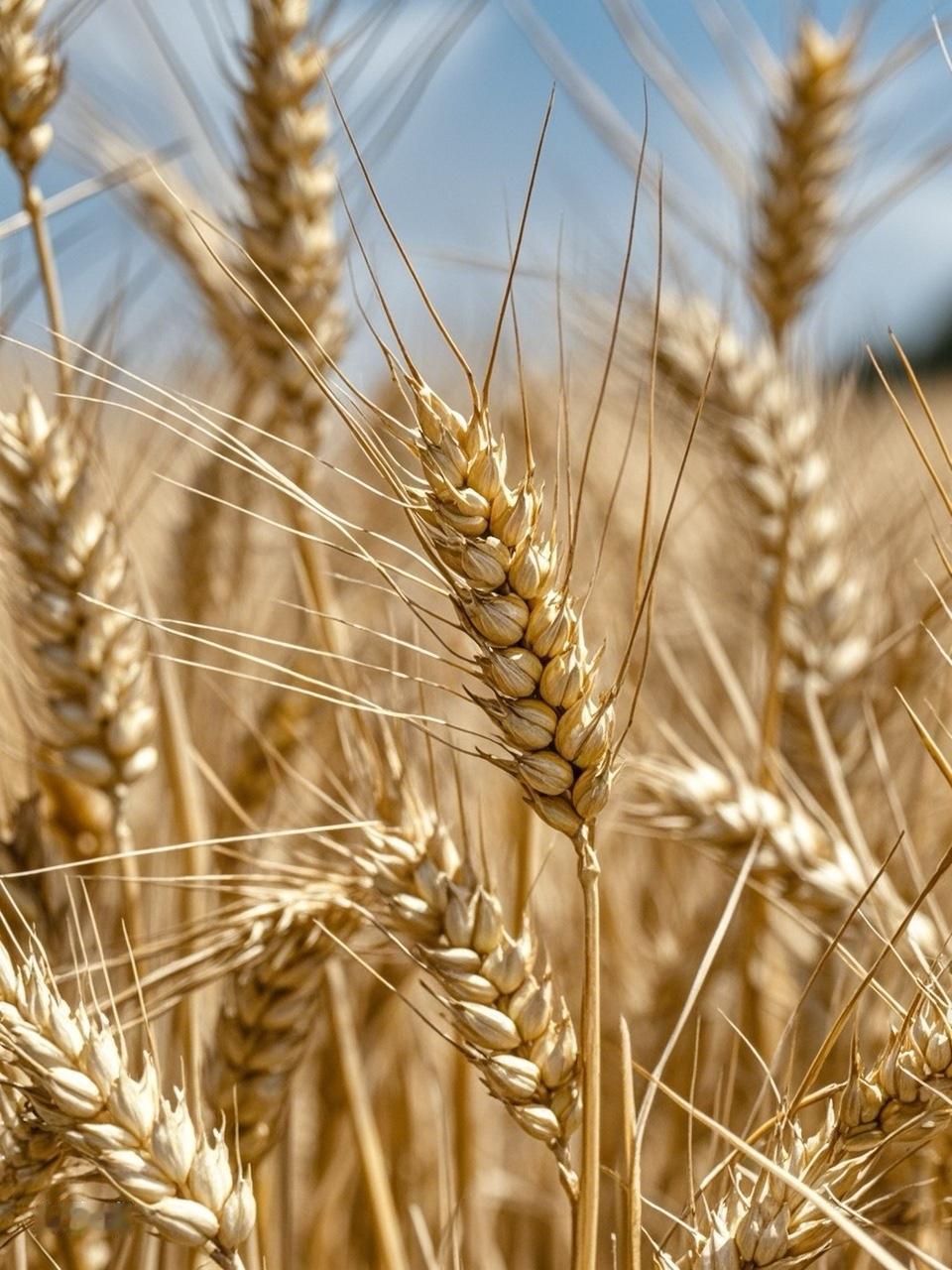 农业银行：2026年值得握在手里的“优质雪茄”！投资要找看得懂、业务稳固、管