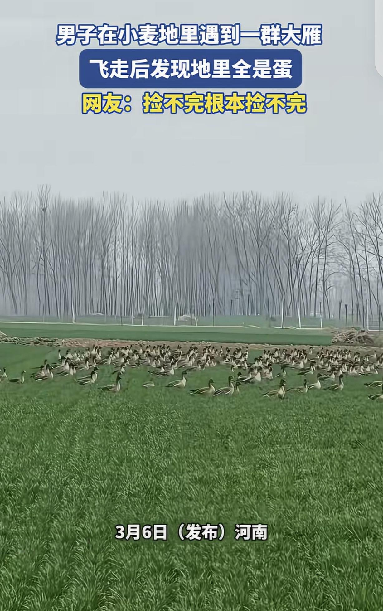 “泼天的富贵？”河南，一男子看见一群大雁，趴在小麦地里，他感到稀奇，一凑近，大雁