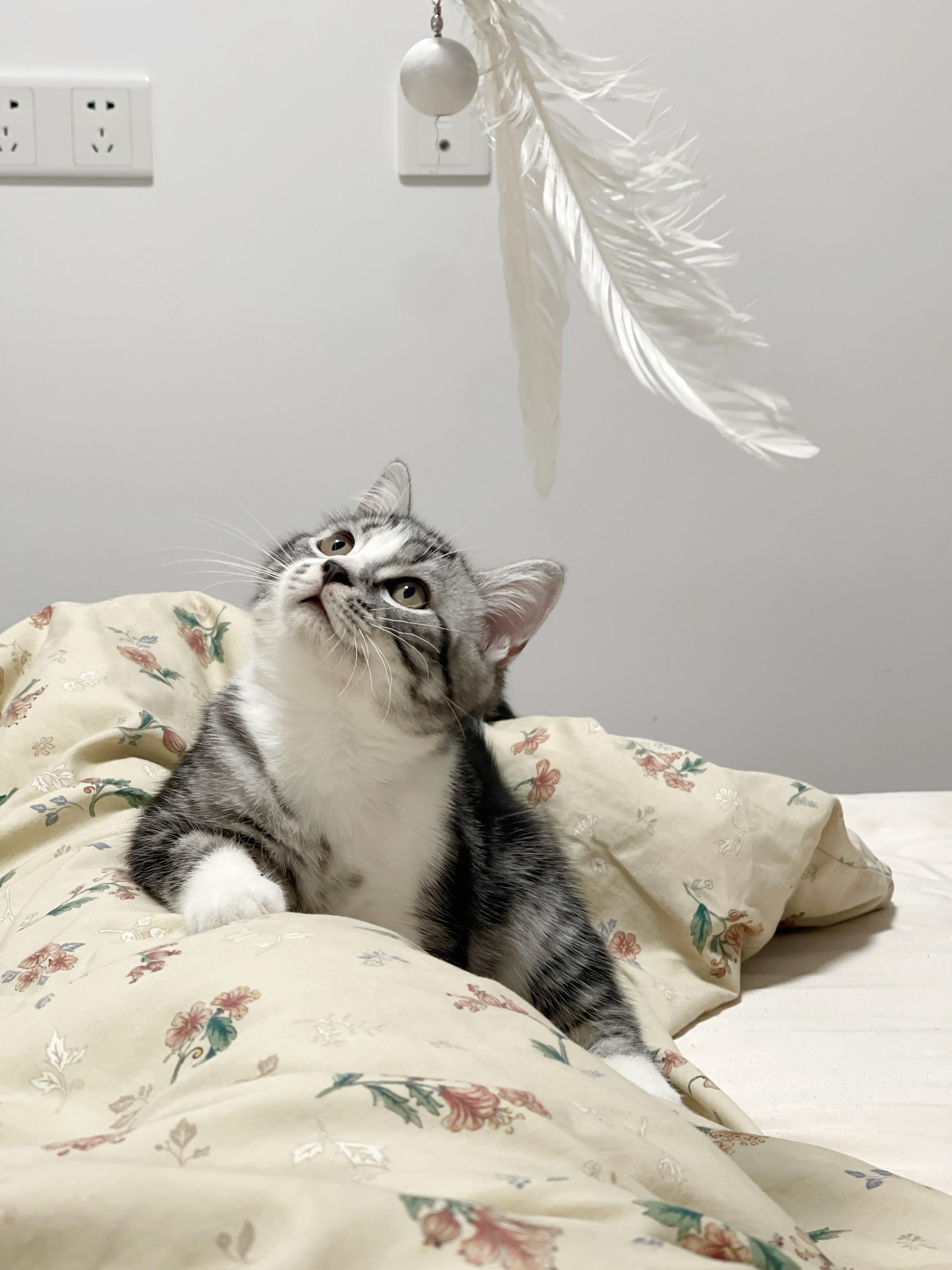 世界上不能没有小猫咪