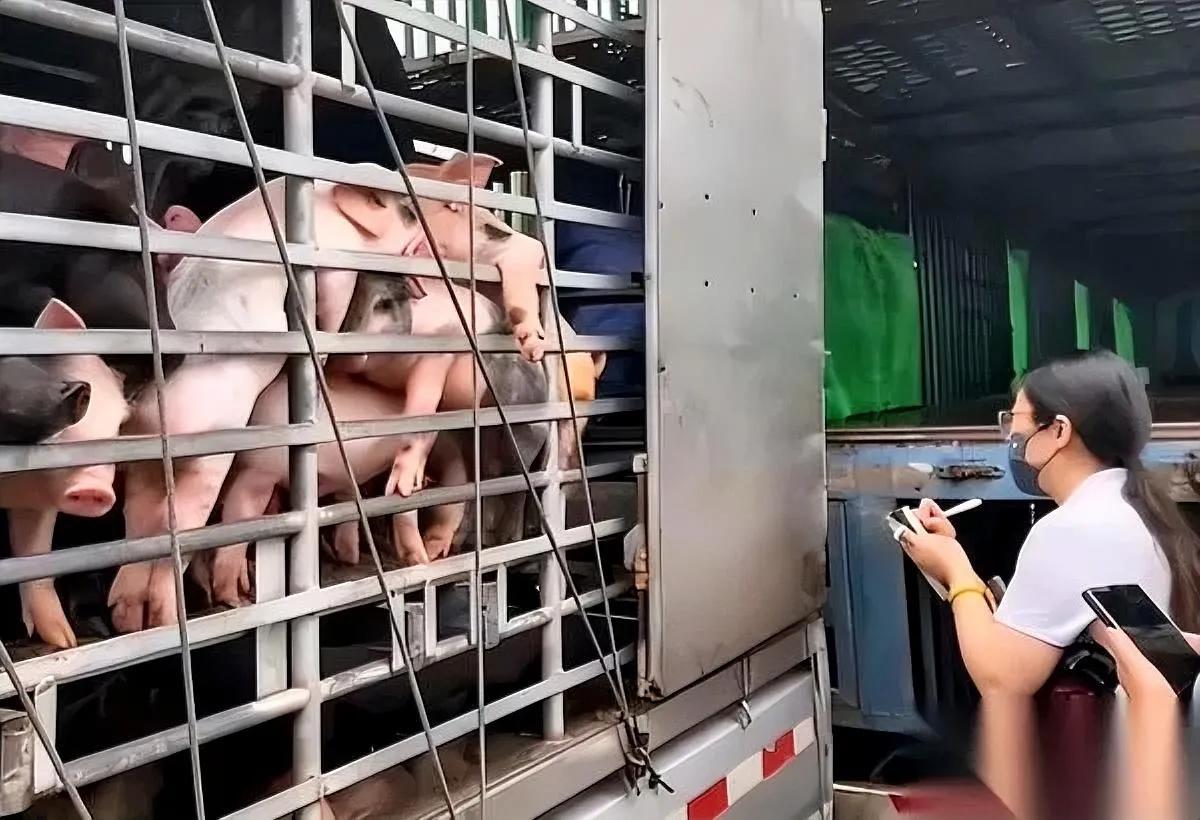 你敢信吗救的是乳猪花58万众筹救了1950头准备祭祀的乳猪，这事最近吵翻